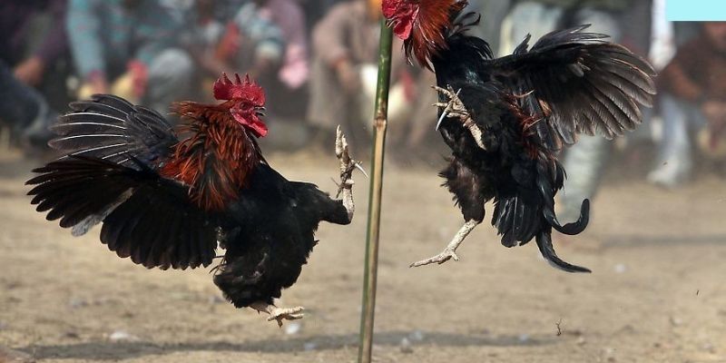 Đá Gà GA28 2 Mẹo chơi Đá Gà GA28 cho cả người mới và cao thủ lâu năm